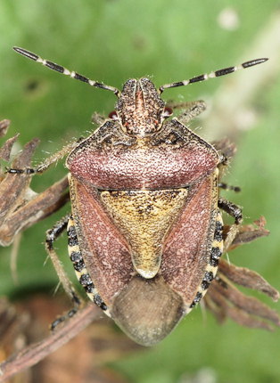 Dolycoris baccarum