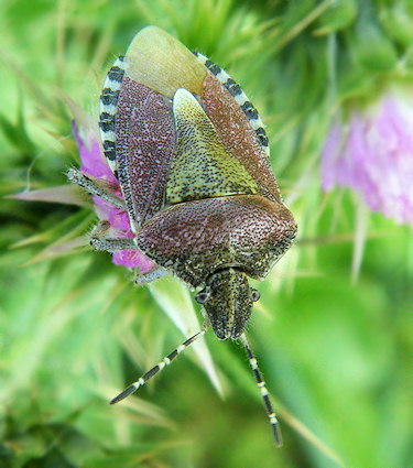 Dolycoris baccarum