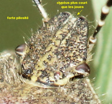 Dolycoris baccarum