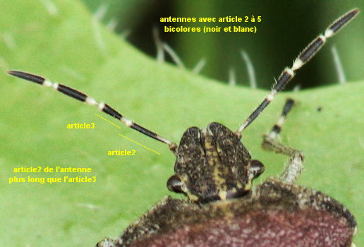 Dolycoris baccarum