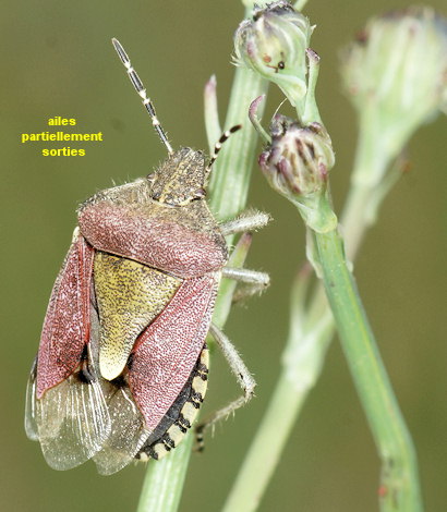 Dolycoris baccarum