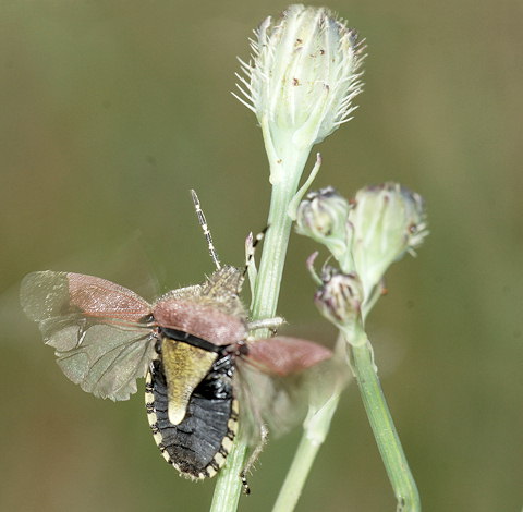 Dolycoris baccarum