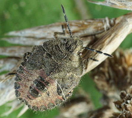 Dolycoris baccarum