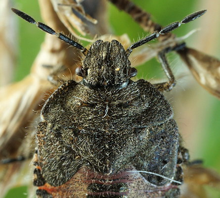 Dolycoris baccarum