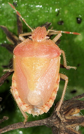 Dolycoris baccarum