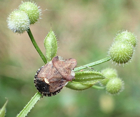 Dyroderes umbraculatus