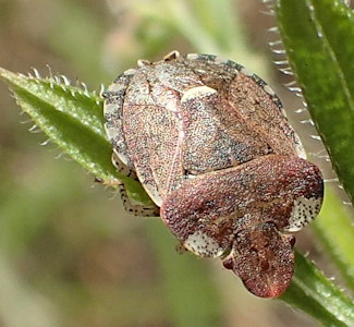 Dyroderes umbraculatus