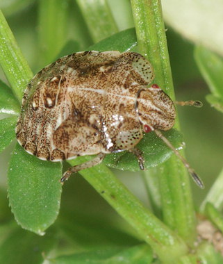 Dyroderes umbraculatus