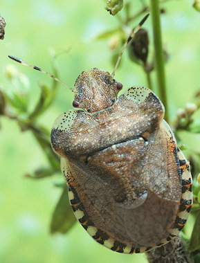 Dyroderes umbraculatus