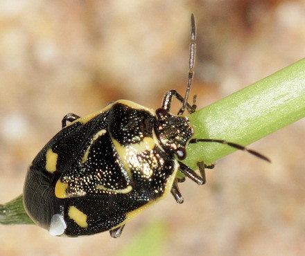 Eurydema oleracea