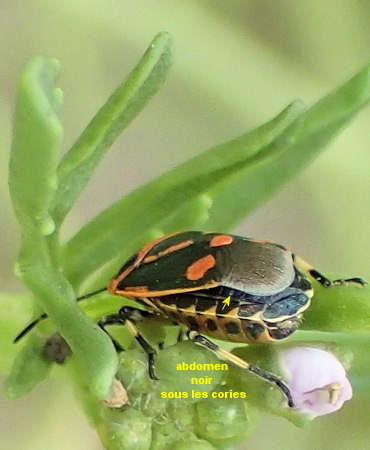 Eurydema oleracea