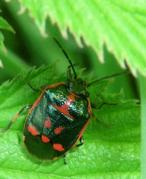 Eurydema oleracea