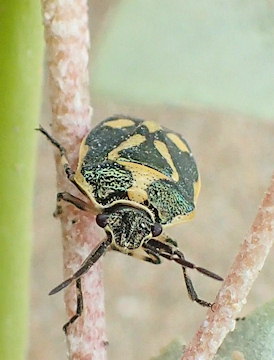 Eurydema oleracea