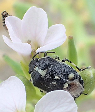 Eurydema oleracea