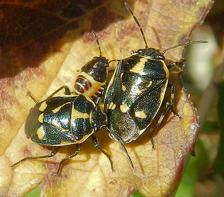 Eurydema oleracea