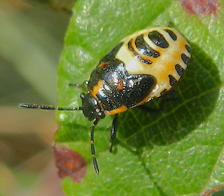 Eurydema oleracea