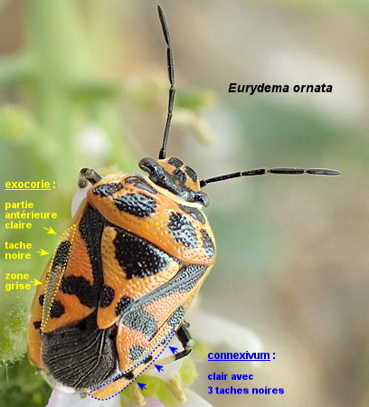 Eurydema ornata