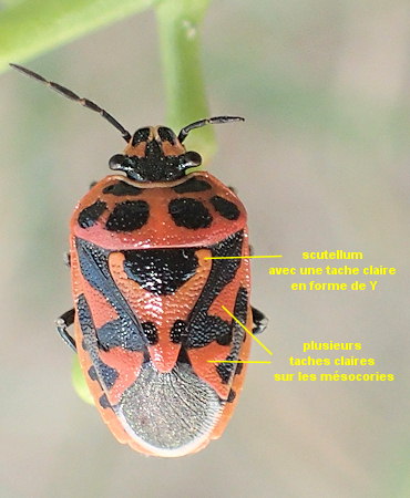 Eurydema ornata