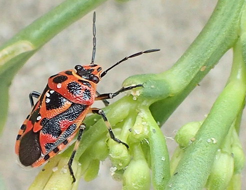 Eurydema ornata