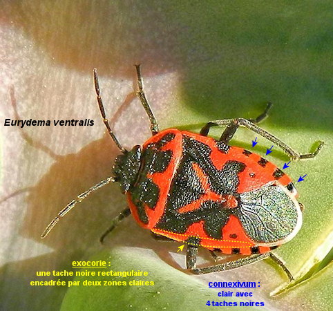 Eurydema ventralis