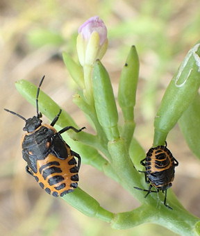 Eurydema ventralis