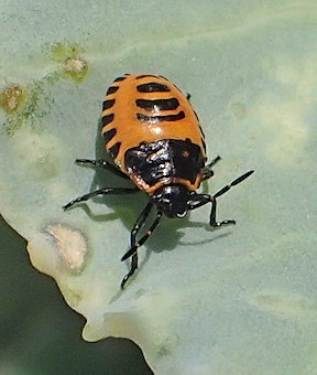 Eurydema ventralis