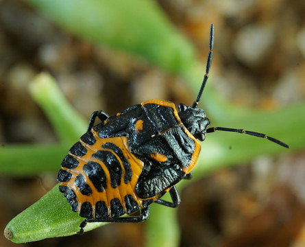 Eurydema ventralis