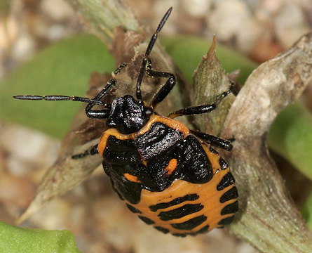 Eurydema ventralis