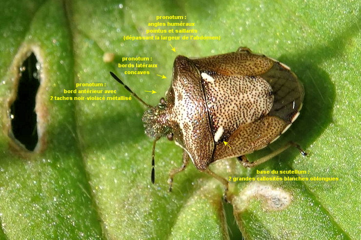 Eysarcoris aeneus