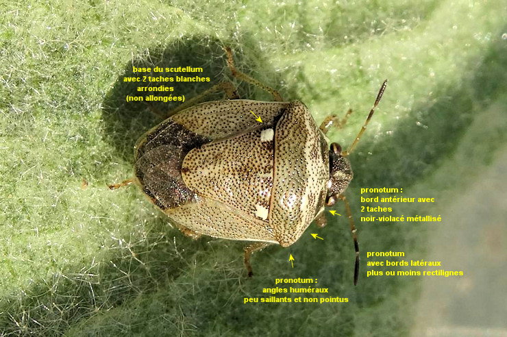 Eysarcoris ventralis