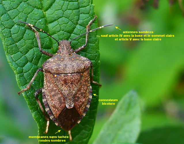 Halyomorpha halys