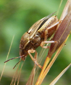 Neottiglossa leporina