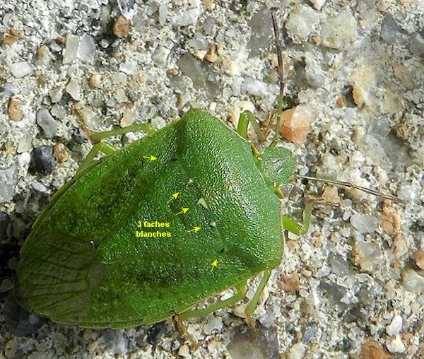 Nezara viridula