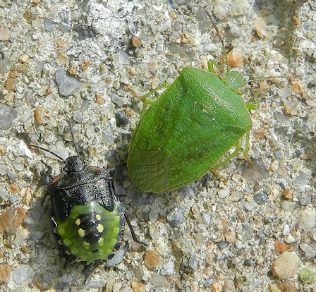 Nezara viridula