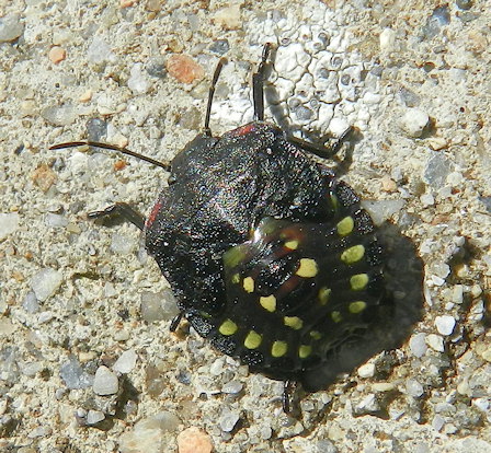 Nezara viridula