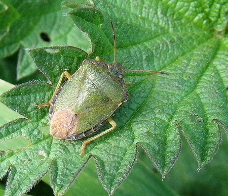 Palomena prasina