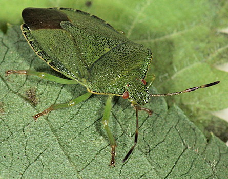 Palomena prasina