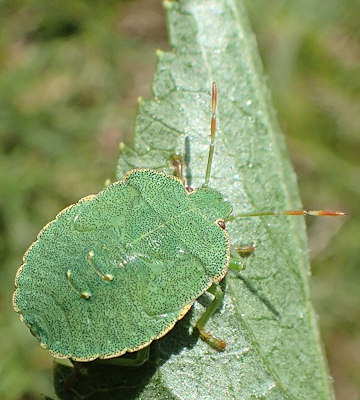 Palomena prasina