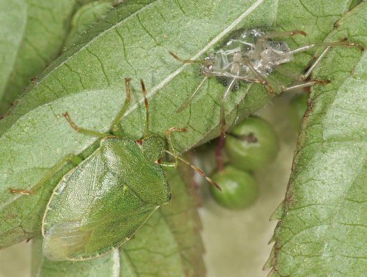 Palomena prasina