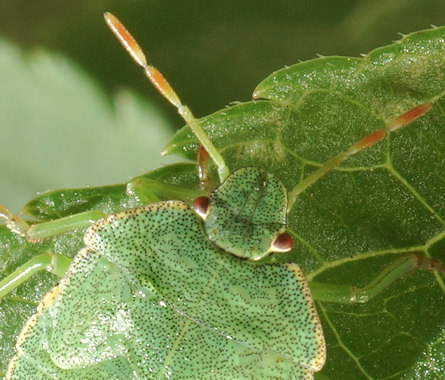 Palomena prasina