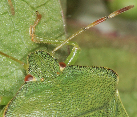 Palomena prasina