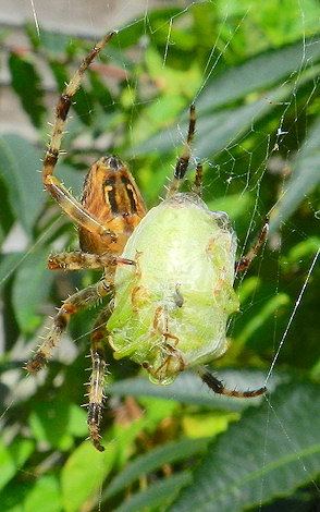 Palomena prasina