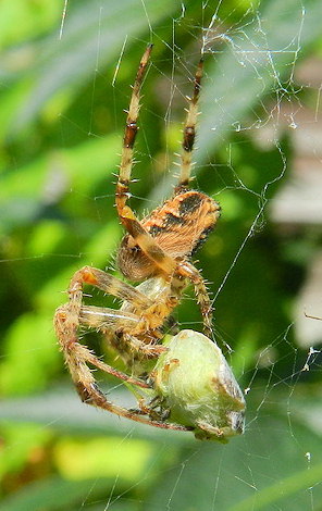 Palomena prasina