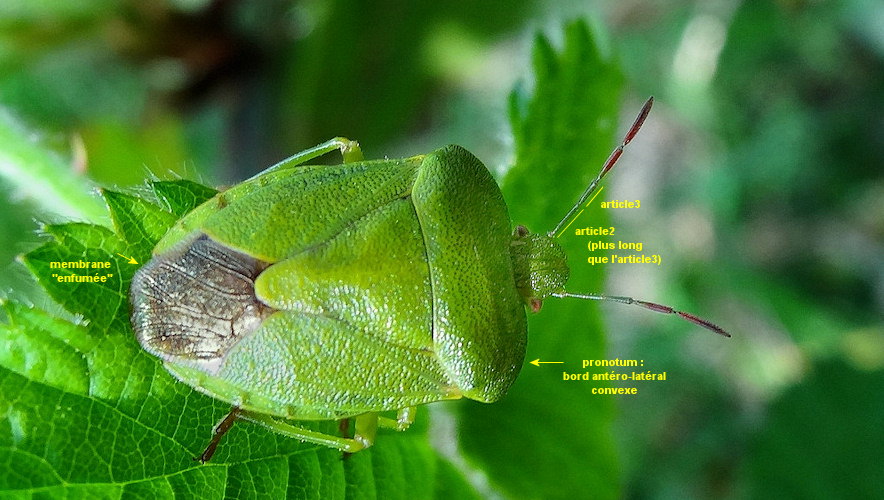 Palomena virdissima