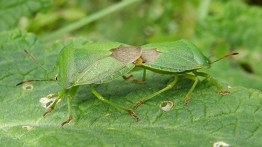 Palomena virdissima