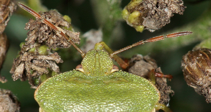 Palomena virdissima