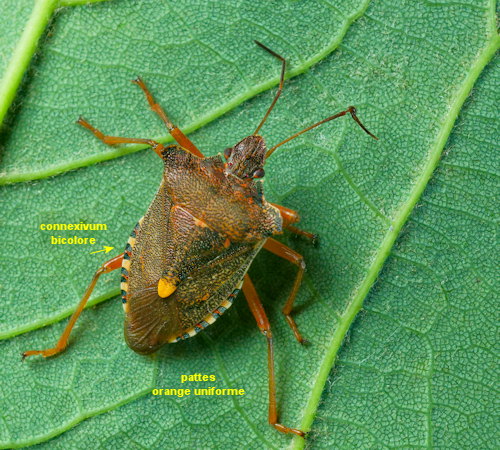 Pentatoma rufipes