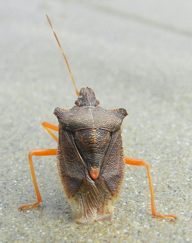 Pentatoma rufipes