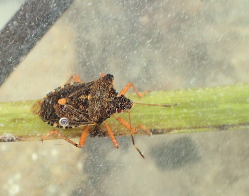 Pentatoma rufipes