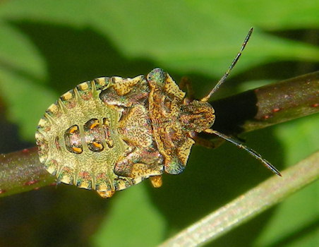 Pentatoma rufipes